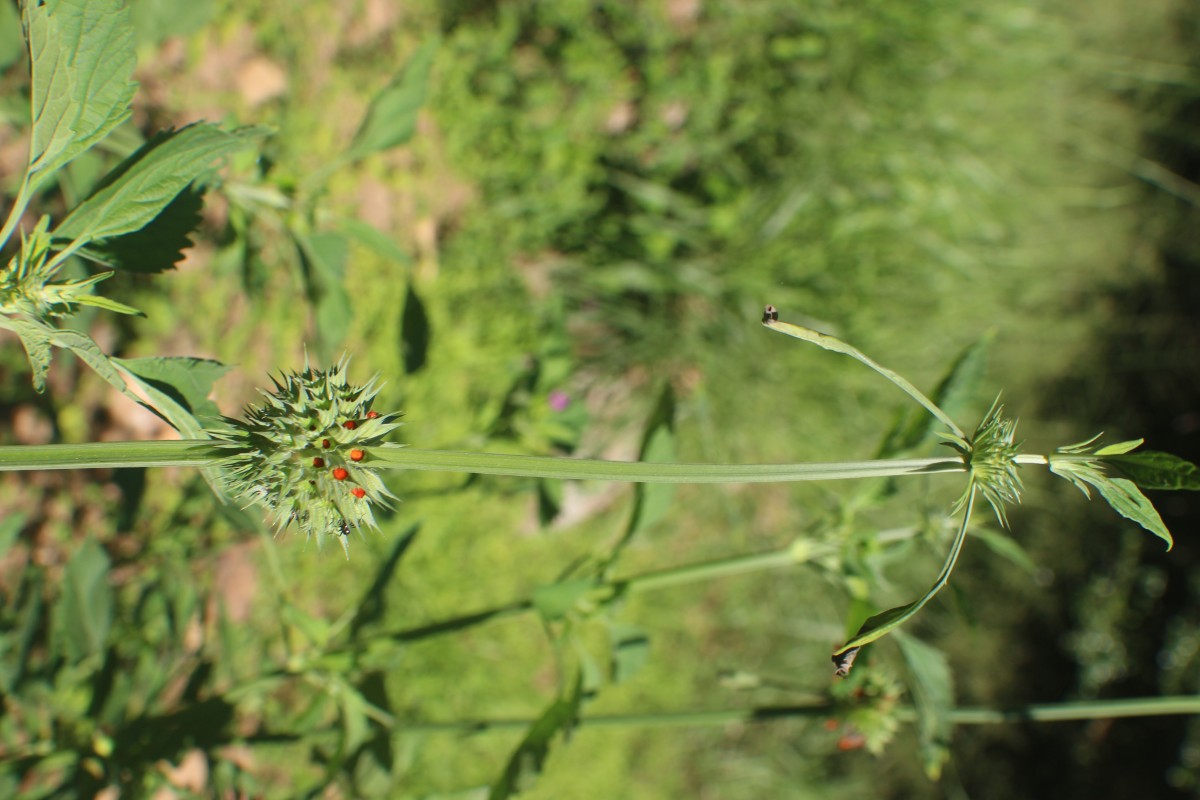 Leonotis nepetifolia (L.) R.Br.